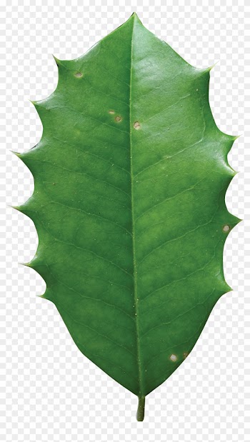 Simple - American Holly Tree Leaf