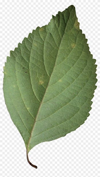 Simple - Callicarpa Americana Leaf