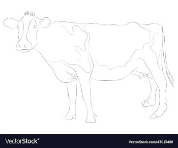 simple hand drawn cow