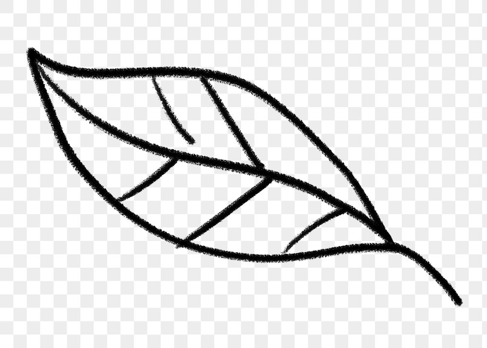 Simple leaf png doodle sticker, | Free PNG - rawpixel