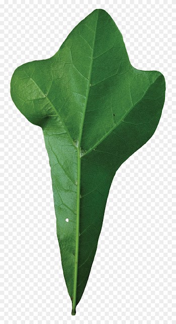 Simple - Quercus Nigra Leaf