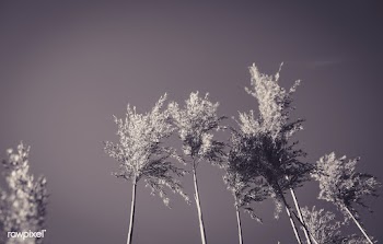 Simple rustic plant | Free public domain photo - 593181