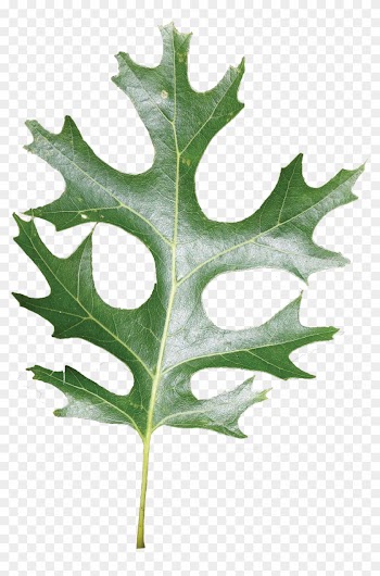 Simple - Shumard Red Oak Leaf