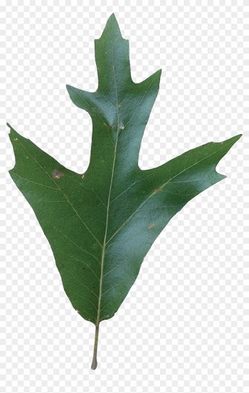 Simple - Southern Red Oak Leaf