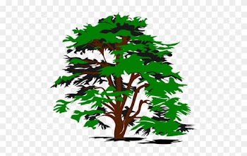 Simple Vector Tree - Cedar Tree Clip Art