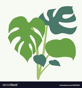 simplicity monstera plant freehand drawing flat