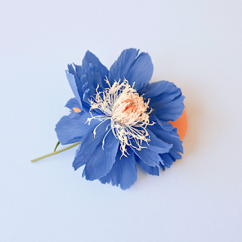 Single Blue Peony Flower on White Background