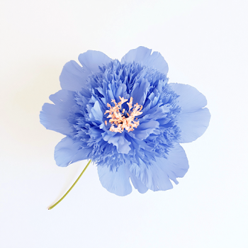 Single Blue Peony Flower on White Background