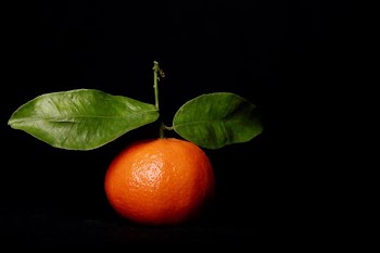 single_clementine.jpg