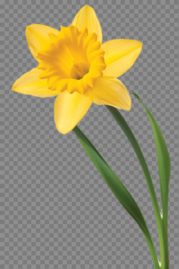 Single Daffodil transparent PNG - StickPNG
