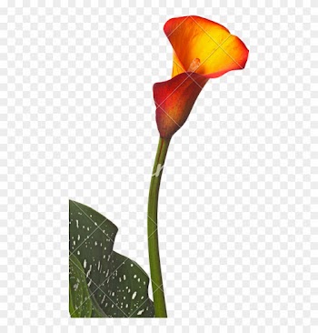 Single Flower Of An Orange Calla Lily And Partial Leaf - Orange Calla No Background