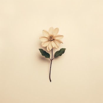 Single flower on a cream colored background