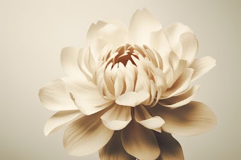 Single flower on a cream colored background