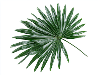 Single Green Fan Palm Leaf Frond on White Background