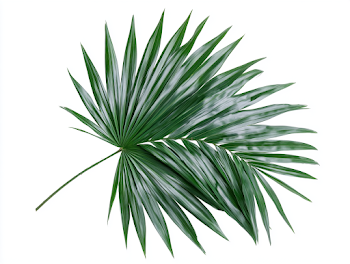 Single Green Fan Palm Leaf on White Background