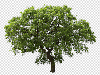 Single Green Tree transparent PNG - StickPNG