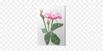 Single Isolated Light Pink Rose And Buds Canvas Print - Garden Roses