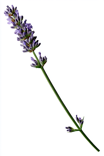 Single Lavender Flower Sprig on White Background