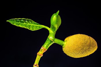 Single Leaf on Plant and Yellow Fruit