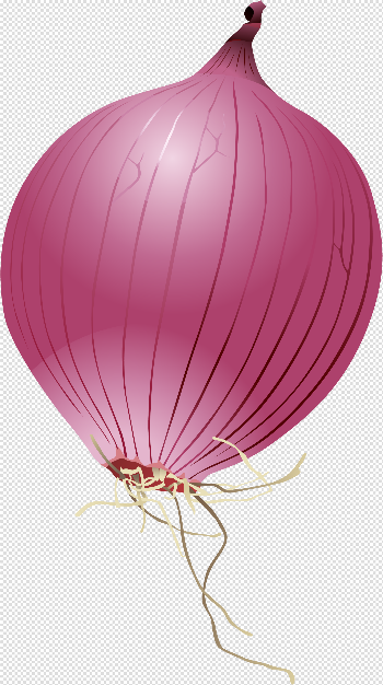 Single Onion PNG Photo