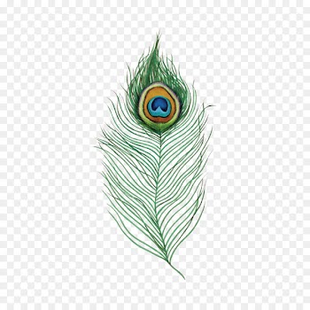 Single Peacock Feathers Peafowl Desi Natural Peacock Eye Feathers Tails Image - feather 