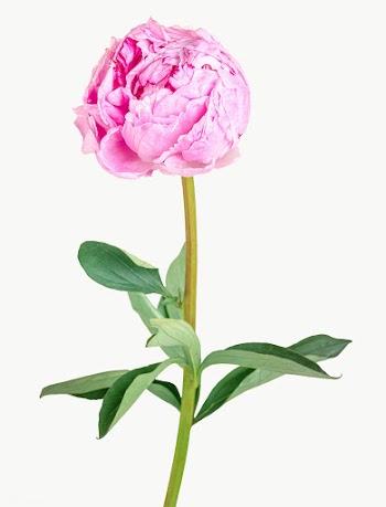 Single pink peony flower with leaves transparent png | Free  transparent png - 2278309