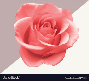single pink rose flower