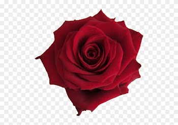 Single Red Rose