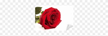 Single Red Rose Flower Isolated On A White Background - Rose