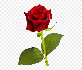 Single Red Rose Hd