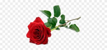 Single Red Rose Png