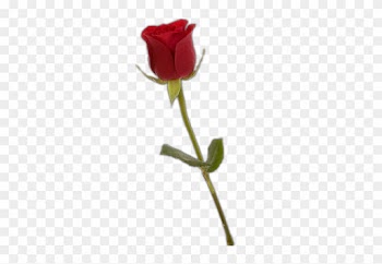 Single Red Rose Png