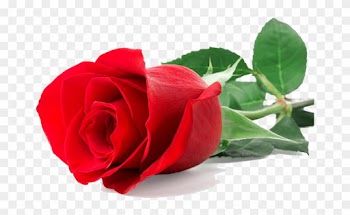 Single Red Rose - Single Red Rose Png