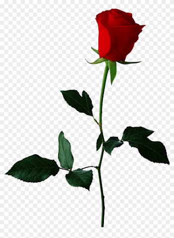 Single Red Rose Transparent Background - Transparent Background Flower Clip Art