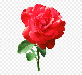 Single Red Rose With Dew Drops - Types Of Roses Transparent