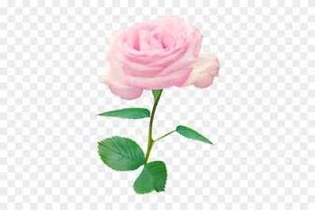 Single Rose Petal Png - Single Pink Roses Png