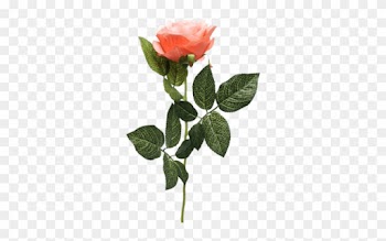 Single Rose Stem Orange - Single Rose Flower Png