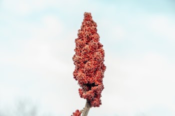 Single Sumac Branch