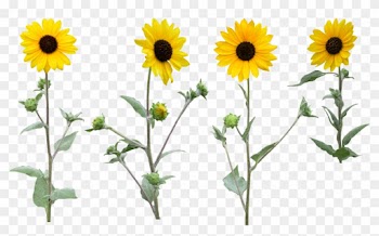 Single Sunfloer Png With Leaf - Sun Flowers Png Transparent Background