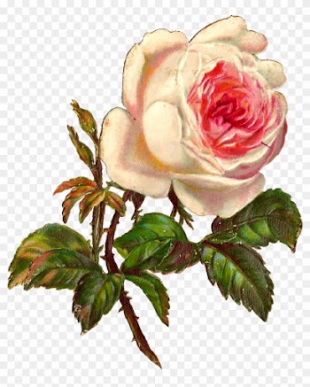 Single White Rose Png - White Rose Illustration Png