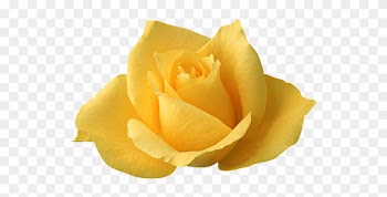 Изображение Для Плейкаста - Single Yellow Rose Flowers