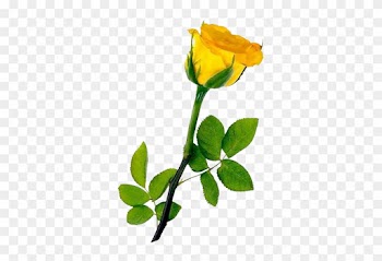 Single Yellow Rose Transparent Background - Yellow Long Stem Roses