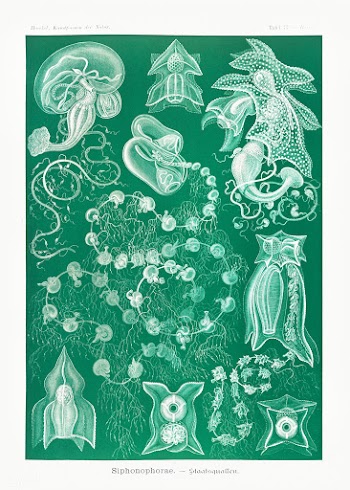 Siphonophorae&ndash;Staatsquallen from Kunstformen der Natur (1904) by.. | Free public domain illustration - 2268078