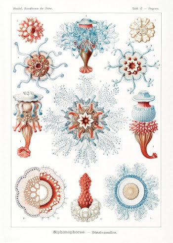 Siphonophorae&ndash;Staatsquallen from Kunstformen der Natur (1904) by.. | Free public domain illustration - 2272229