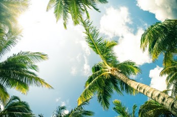 Sit back and relax. Soak up some rays under the palm trees.