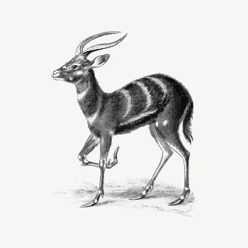 Sitatunga clipart, animal illustration vector. | Free Vector Illustration - rawpixel