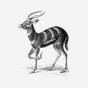 Sitatunga collage element, animal illustration | Free PSD Illustration - rawpixel