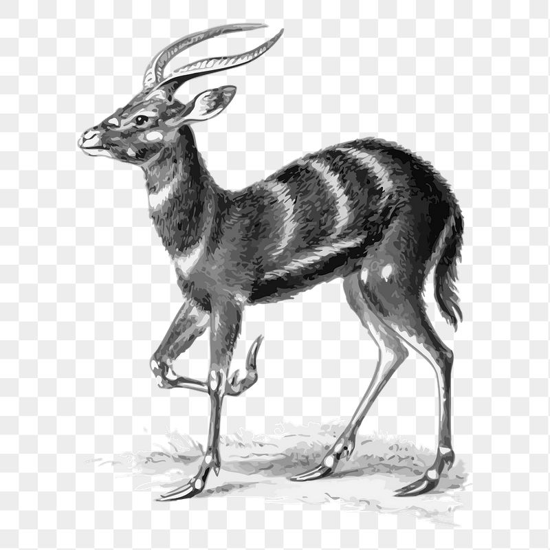 Sitatunga png sticker animal illustration, | Free PNG - rawpixel