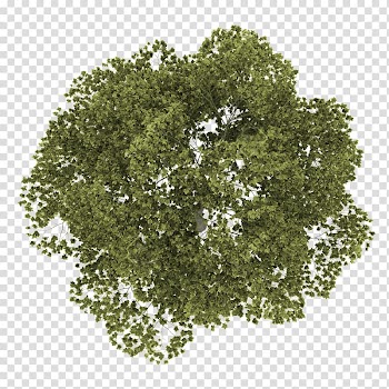 Site plan Tree Watercolor painting Architectural rendering, forest plan transparent background PNG clipart