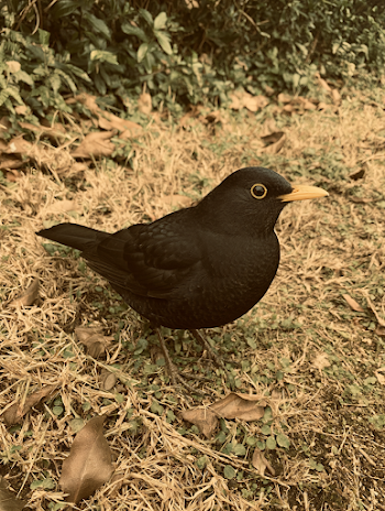 Sitting Blackbird in Natural Habitat